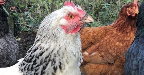 Blog Zéro-Déchet : J'adopte des poules