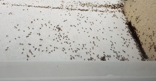 Anti fourmis naturel maison
