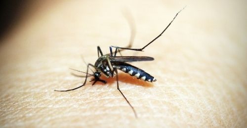 Solution naturelle contre les moustiques
