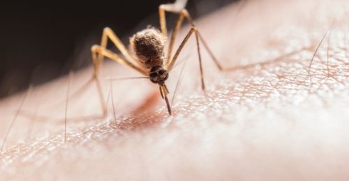 anti-moustiques-naturel