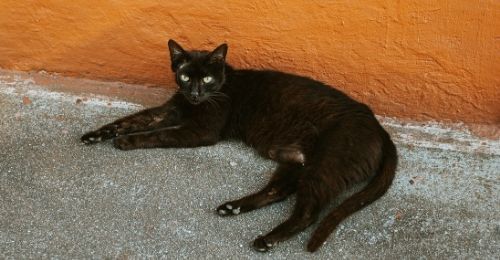 Litière du chat en granulés de bois vendus en vrac