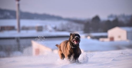 Blog Zéro-Déchet : Nettoyer son chien sans consommer trop d'eau