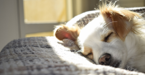 Blog Zéro-Déchet : Shampoing solide pour chien fait maison