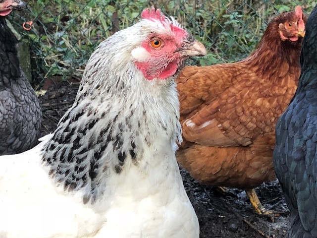 poules réduction déchets