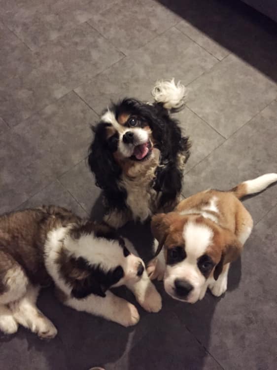 recette de shampoing solide pour chien